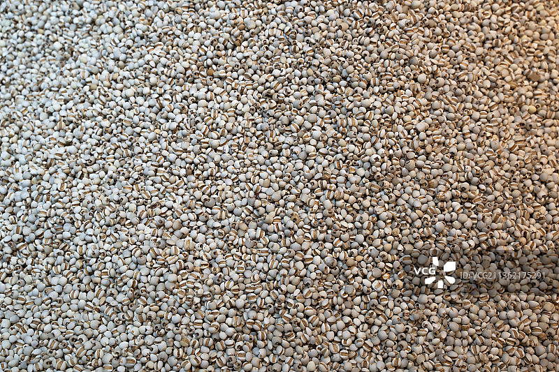 薏仁米  薏米图片素材
