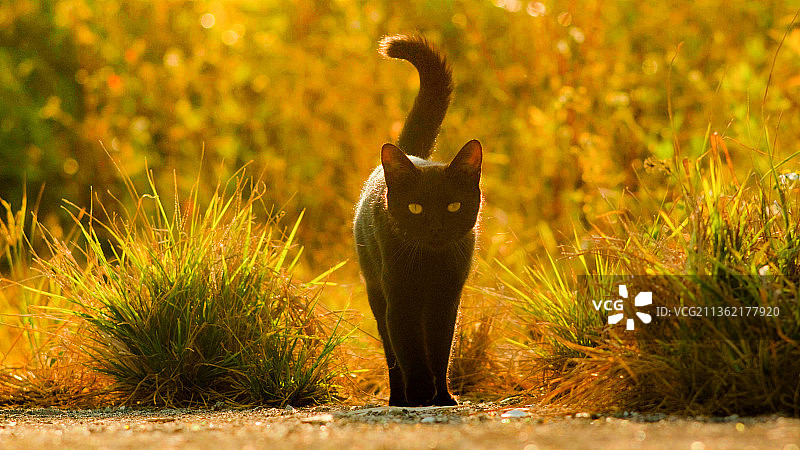 夕阳下草地上的黑猫图片素材