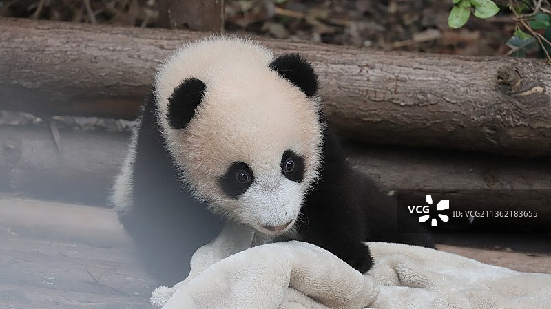 小熊猫图片素材