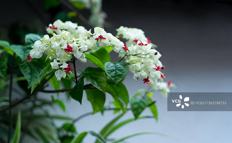 龙吐珠花蕊图片素材