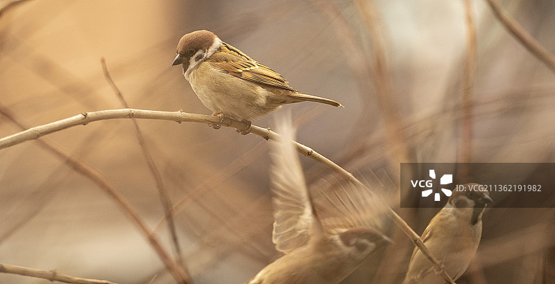 鸟类特写图片素材