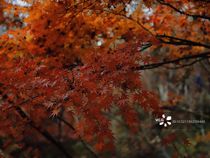 栖霞山的一抹秋色图片素材