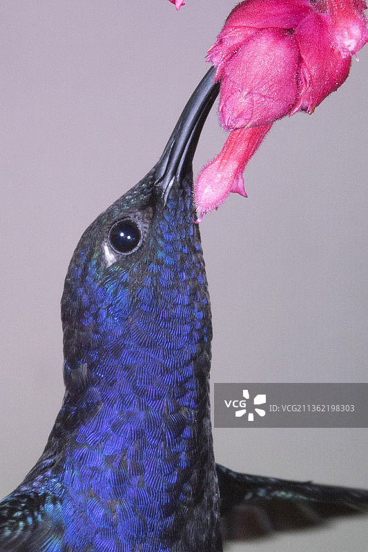 雄性紫军刀蜂鸟在花朵上采食特写图片素材