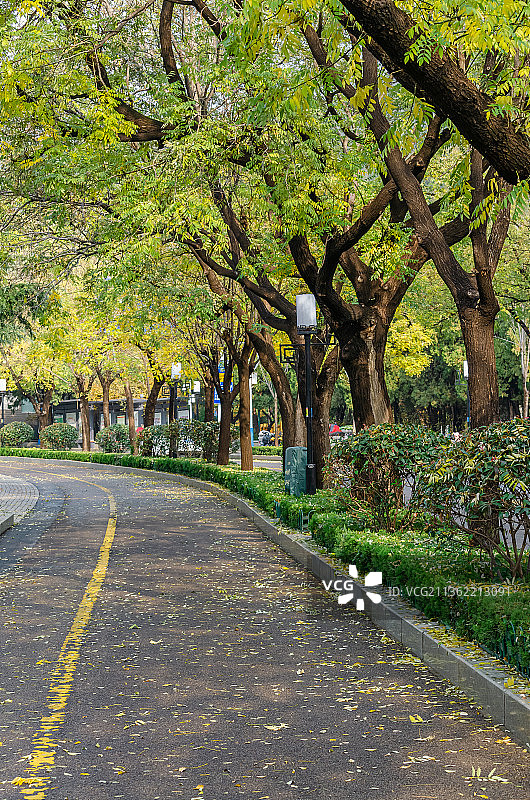 中国山东泰安秋天落叶的城市街道图片素材