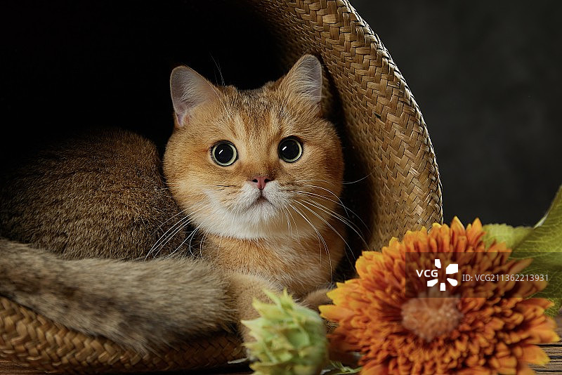 篮子里的金渐层图片素材