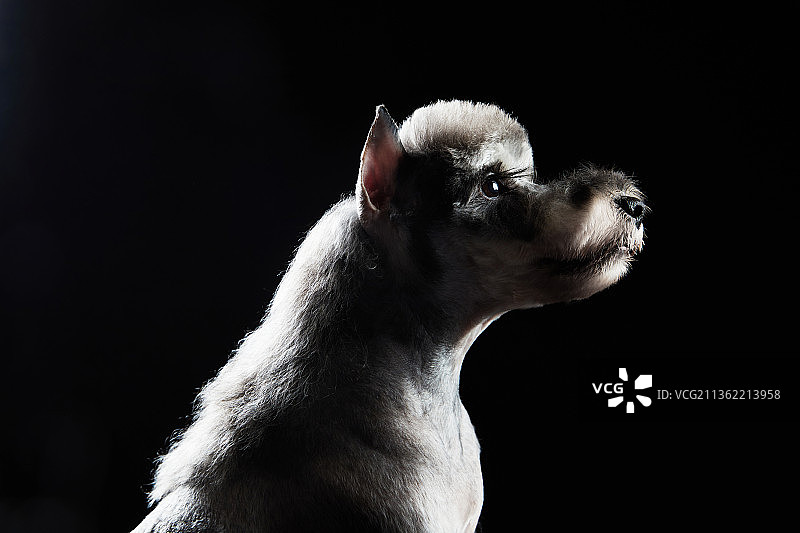 光影雪纳瑞图片素材