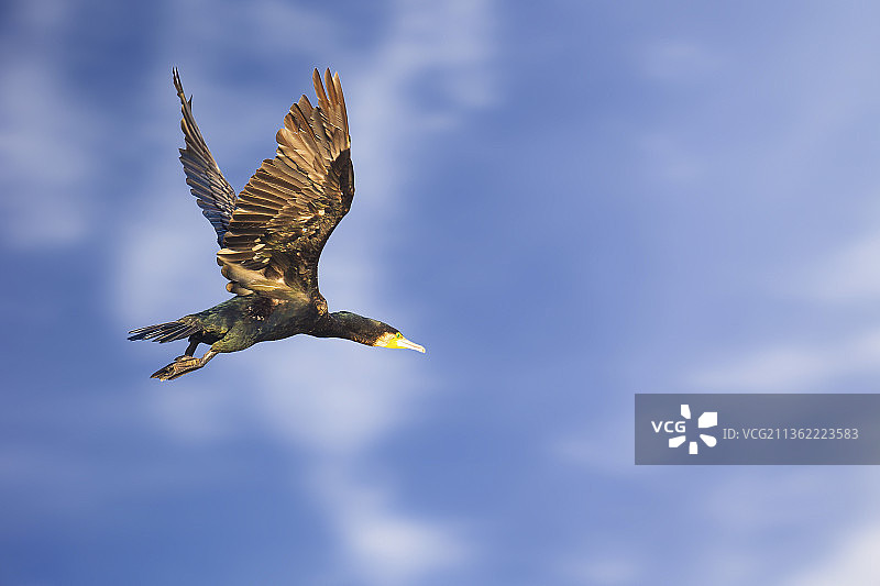 蓝天下翱翔图片素材