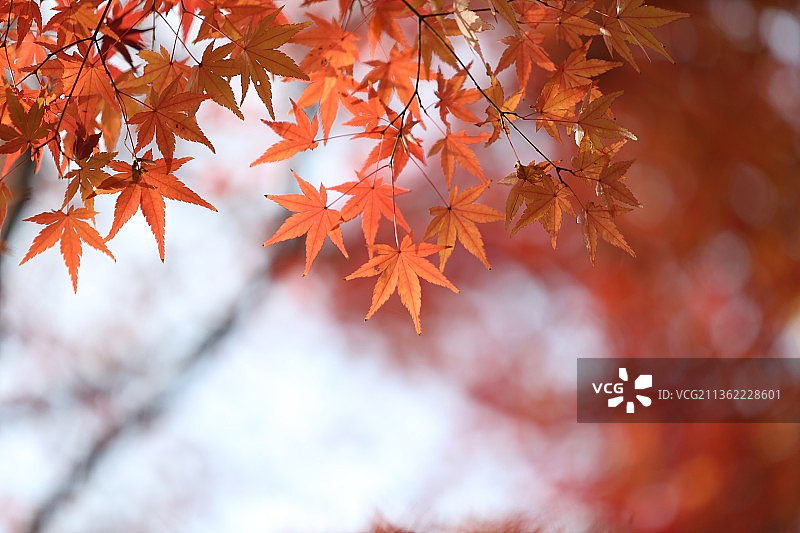 枫叶季图片素材