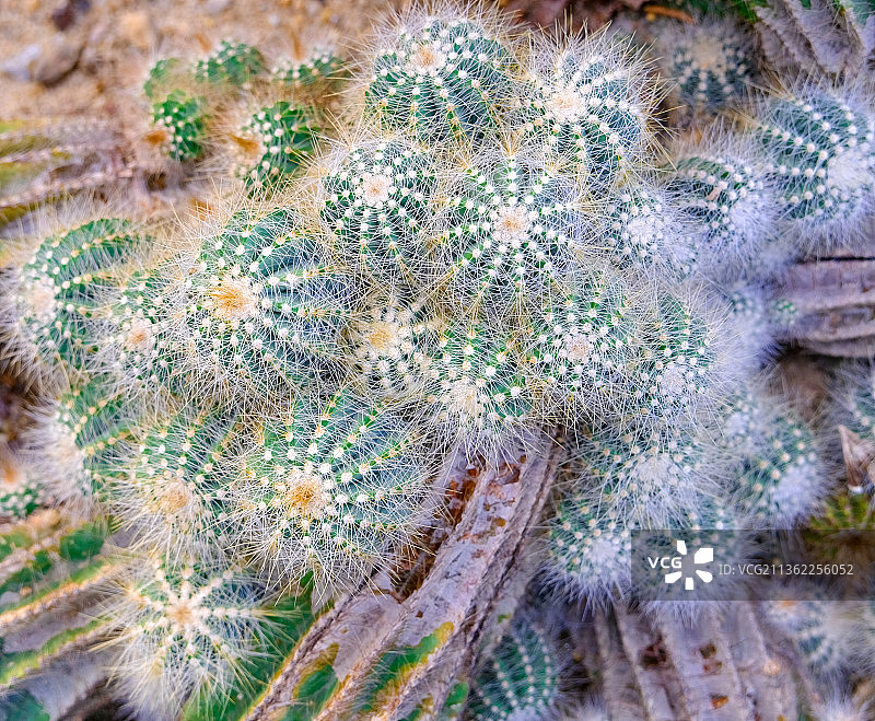 从非洲运到中国的各类仙人掌多肉植物图片素材