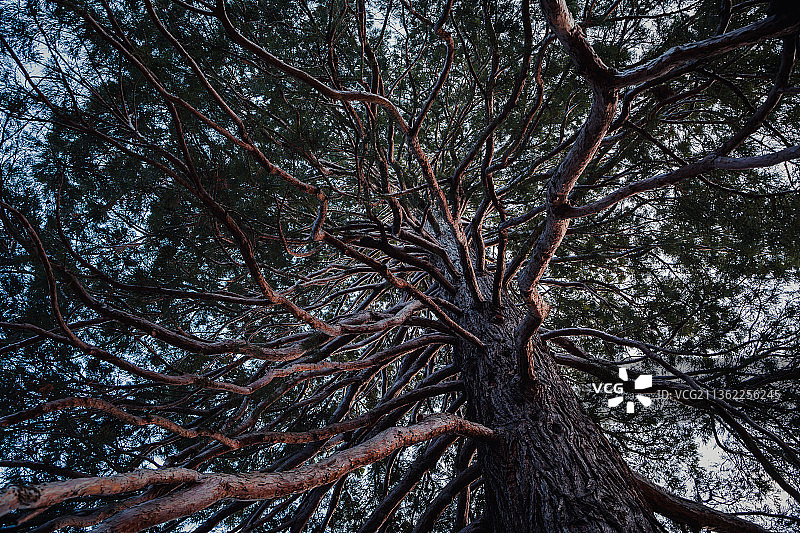 仰视百年老红杉树映衬天空图片素材
