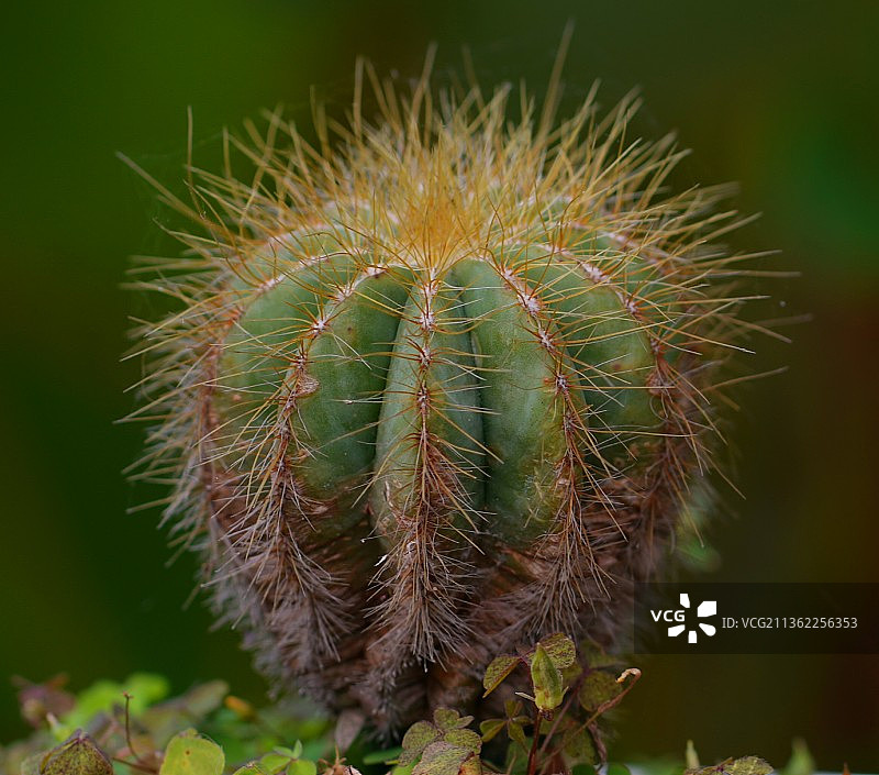 仙人掌特写图片素材