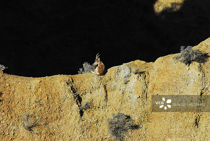 西班牙野生动物：西班牙羚羊特写，瓜迪克斯，格拉纳达图片素材