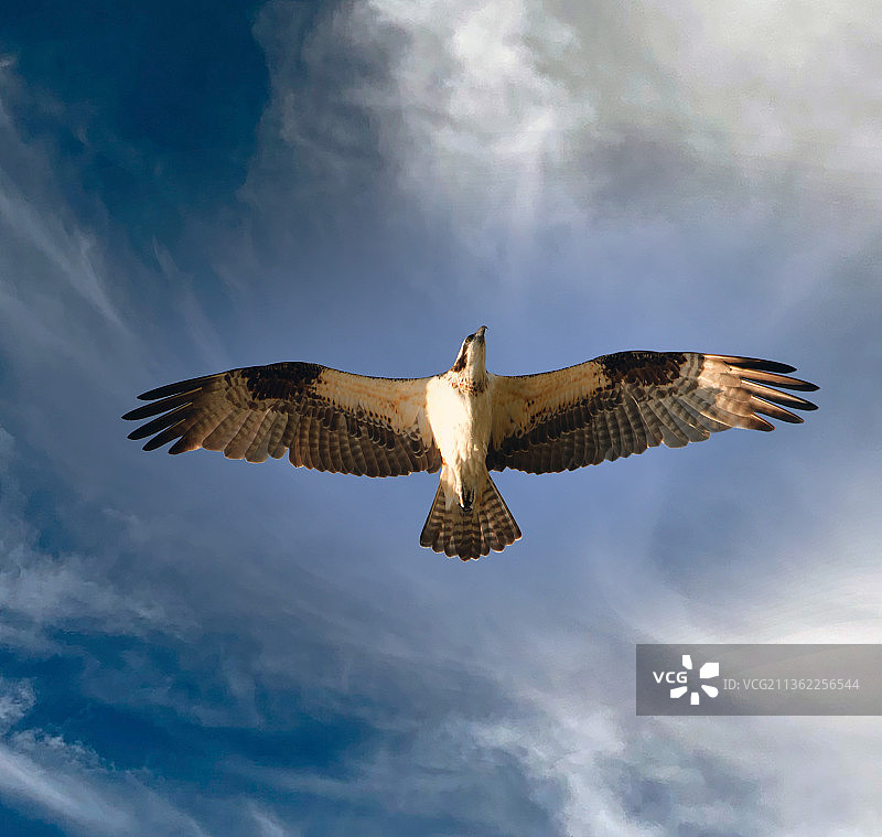 美国佛罗里达，鱼鹰在空中飞翔图片素材