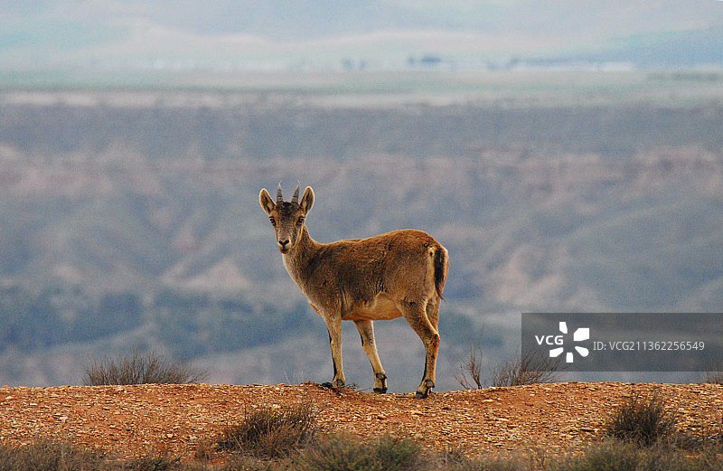 西班牙野生动物：格拉纳达瓜迪克斯，悬崖边年轻的野山羊特写图片素材