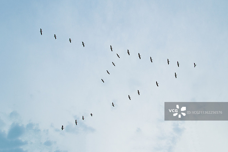 鸟群在空中飞翔的低角度视图图片素材