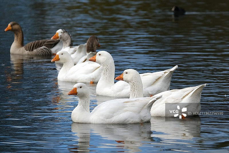 鹅塘与湖中游动的天鹅图片素材