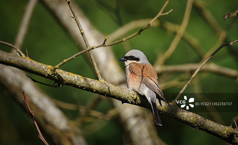 雀形鸟栖息在树枝上的特写镜头图片素材