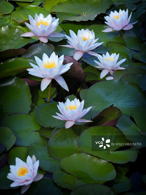 圣地亚哥湖中纯净的白色睡莲特写，美国图片素材