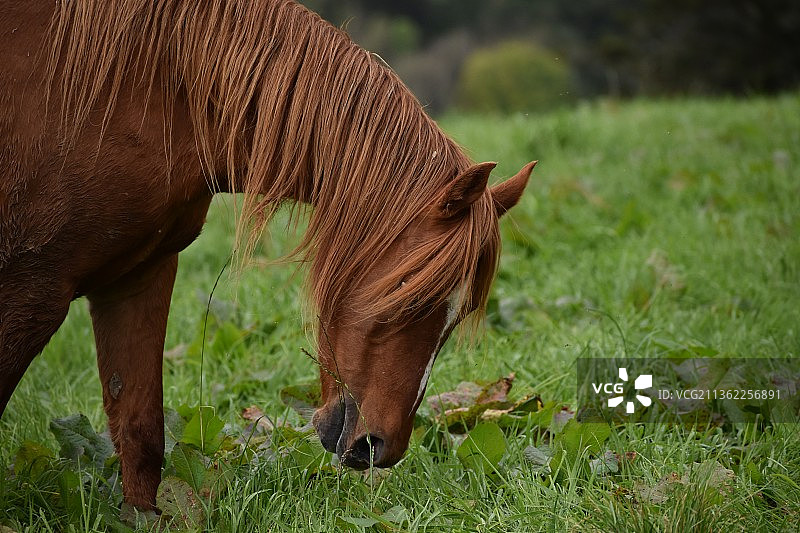 栗色小马驹在草地上吃草的侧面照，英国图片素材