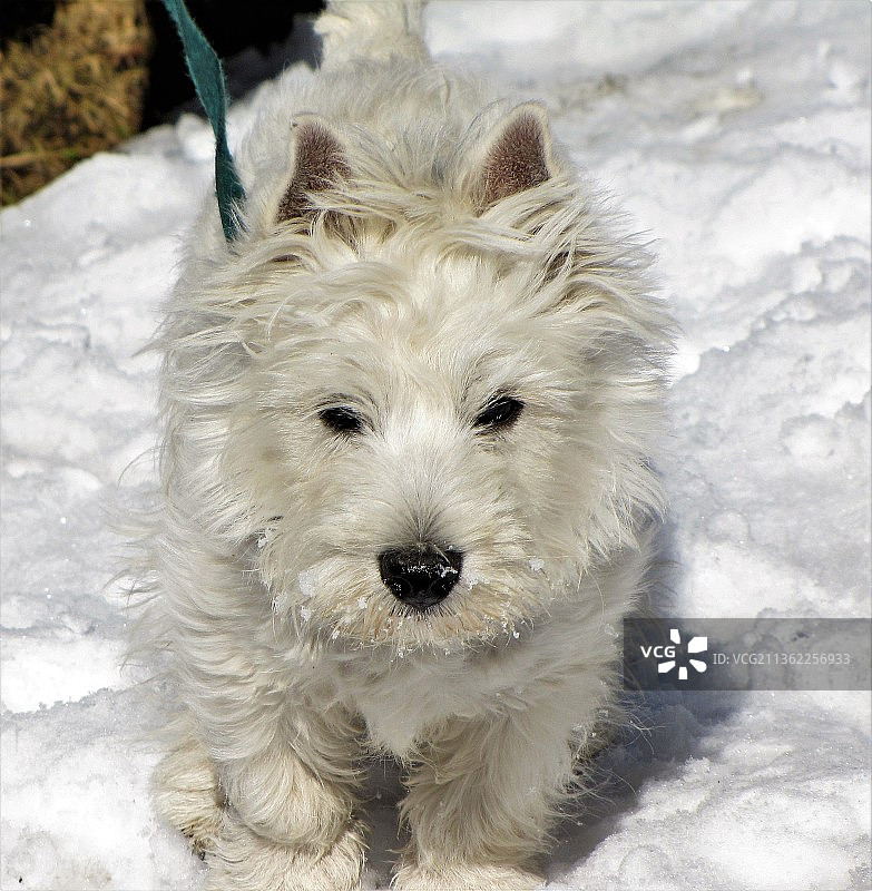 高角度拍摄的西高地白梗犬雪地坐姿照片图片素材