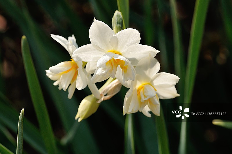 白色水仙花特写图片素材