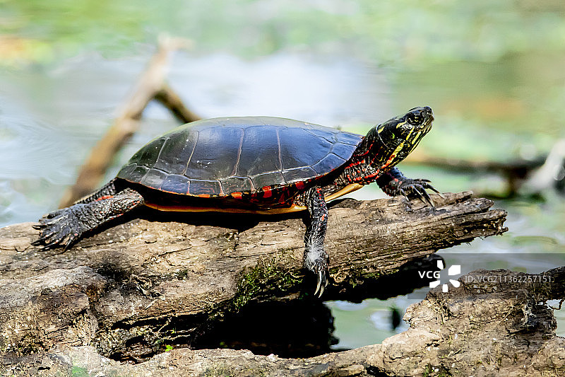 沐浴的乌龟，岩石上的彩绘乌龟特写，加拿大安大略省渥太华图片素材
