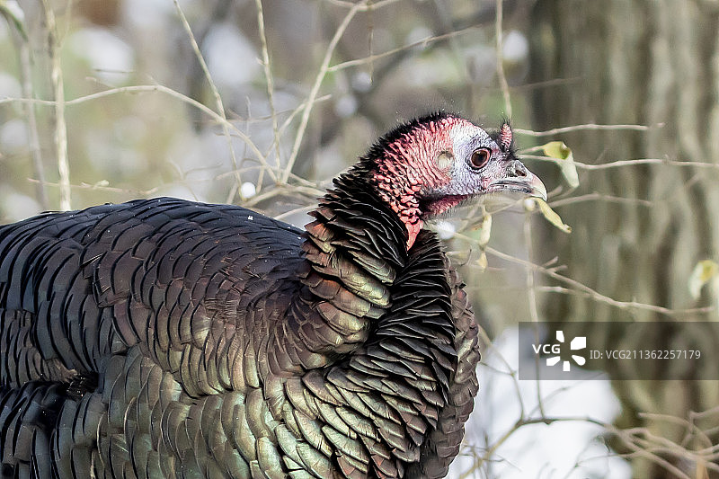 火鸡头部特写，火鸡栖息在田野上，加拿大安大略省渥太华图片素材