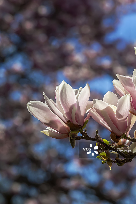 盛开的玉兰花，春季白色樱花特写图片素材