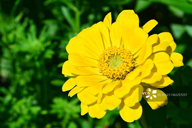 黄色百日草特写图片素材