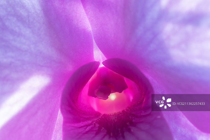 紫色兰花特写，粉色花朵图片素材