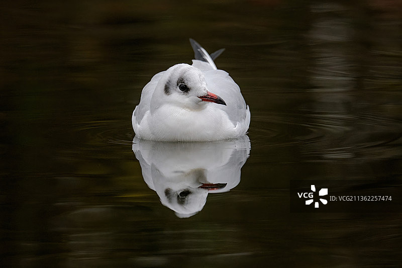 瑞士湖泊中的黑头鸥与天鹅特写图片素材