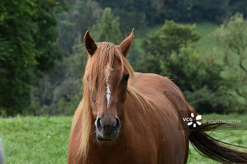 栗色小马：英国纯种马田野写真图片素材