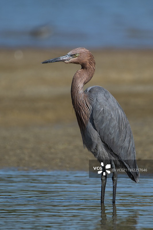 罕见的红鹭图片素材