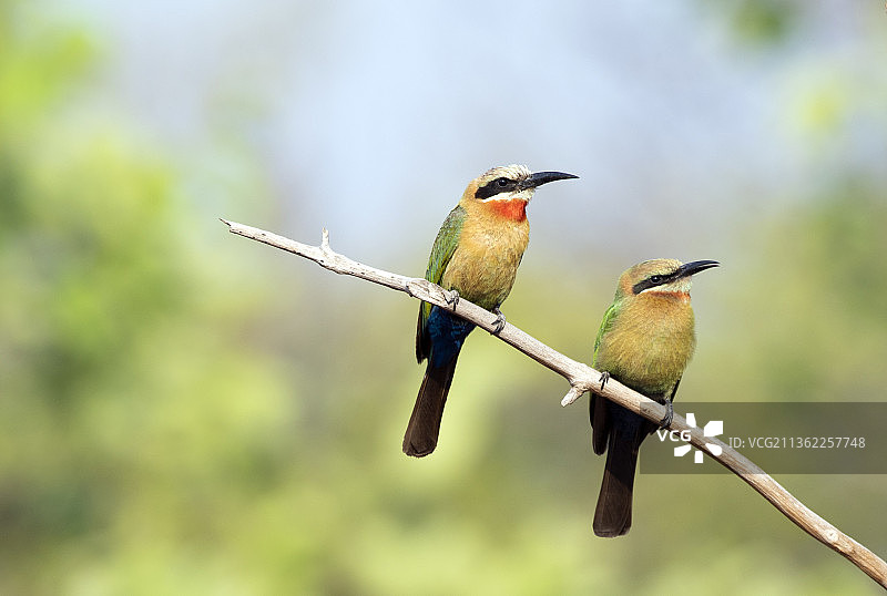 赞比亚卡富埃国家公园，栖息在树枝上的白额蜂虎特写图片素材