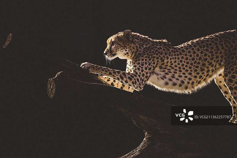 森林中行走的猎豹侧视图图片素材