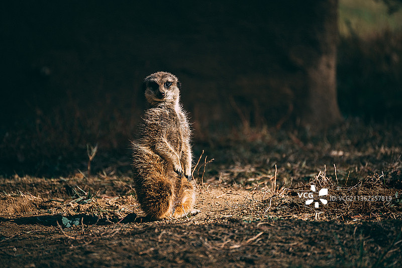 舞台上的狐獴，坐在田野上的狐獴特写图片素材