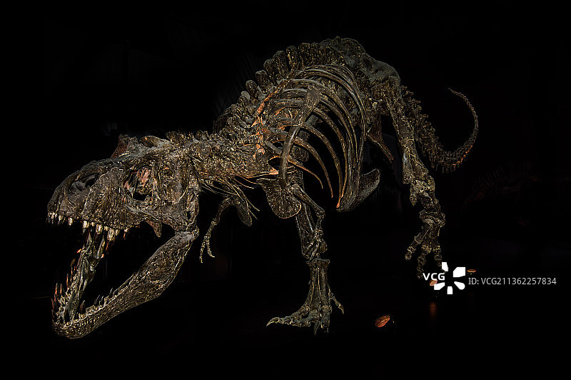 霸王龙近距离特写，黑色背景图片素材