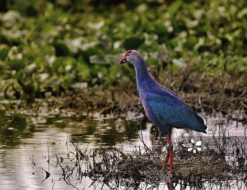 印度泰米尔纳德邦湖泊上的黑水鸡特写图片素材