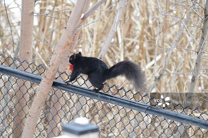 保持平衡：加拿大安大略省列治文山铁丝网上猴子的低角度照片图片素材