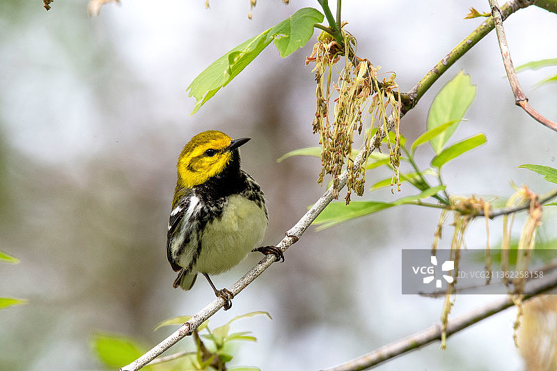 美国黑喉绿莺栖息树上特写图片素材