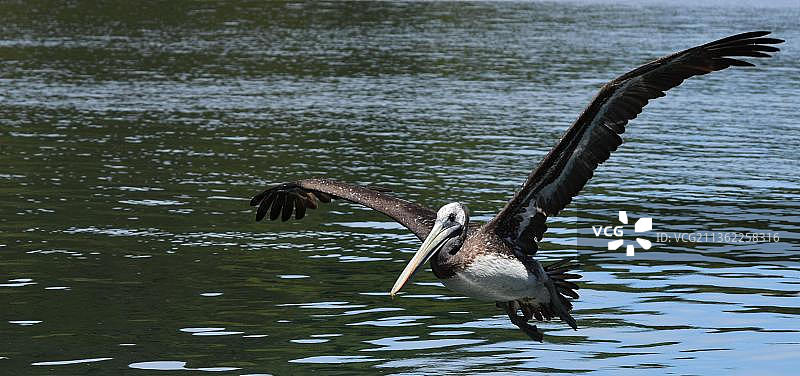 智利蒙特港湖面上飞翔的鹈鹕图片素材