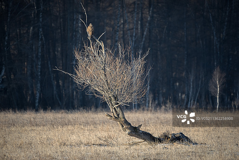 俄罗斯森林中的光秃树木景观图片素材