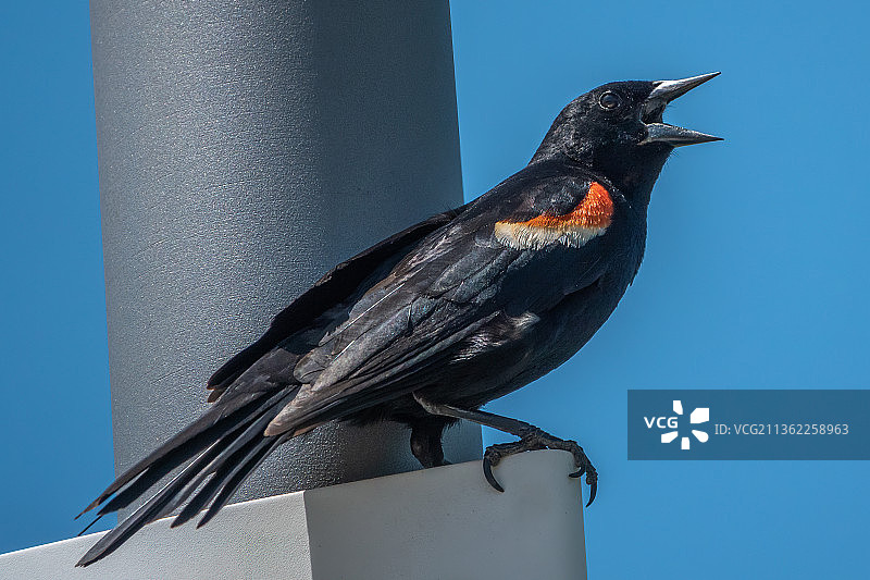 红色鸟儿栖息在杆子上，背景是蔚蓝的天空，低角度拍摄图片素材