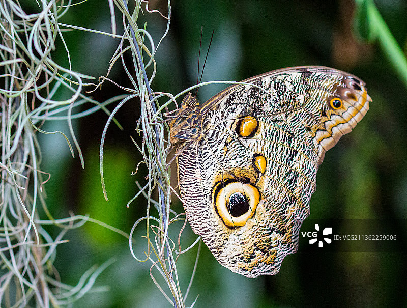 蝴蝶在植物上的大眼睛特写图片素材