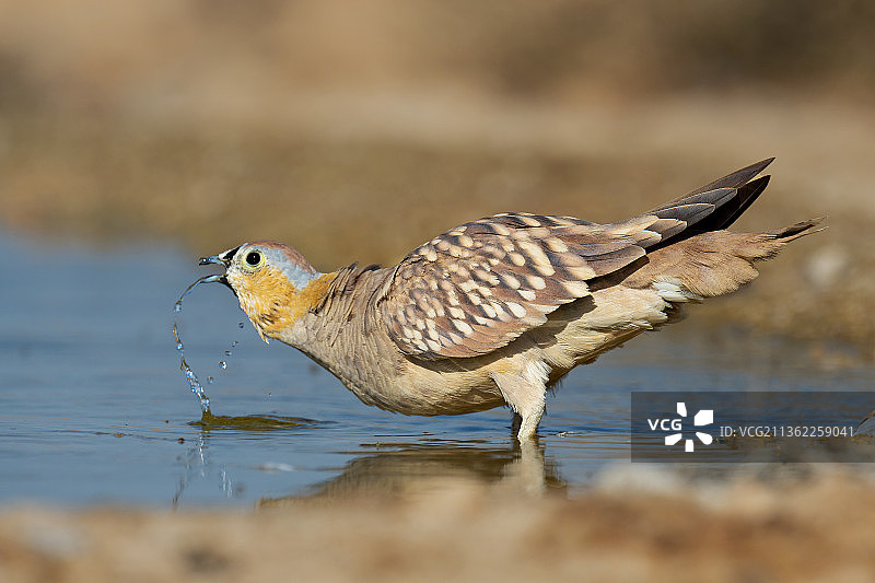今日小酌：水鸟栖息在以色列埃祖兹湖中图片素材