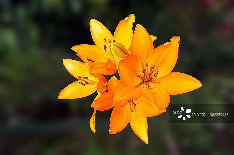 黄色和橙色的秘鲁百合花图片素材