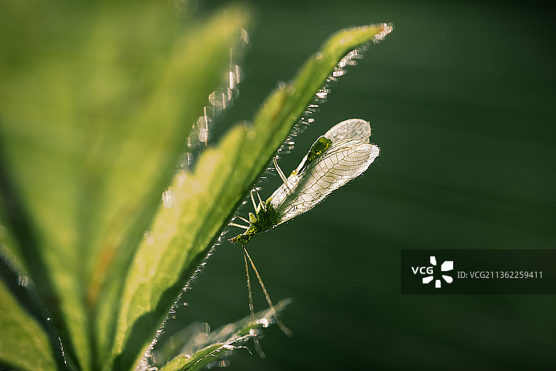俄罗斯湿植物特写图片素材