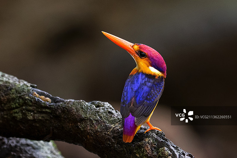 栖息在树枝上的印度东方侏儒翠鸟图片素材