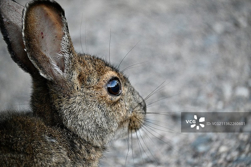 棉尾兔特写图片素材