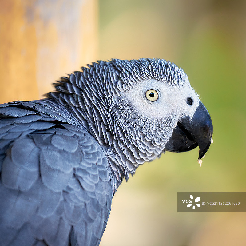 鹦鹉特写图片素材